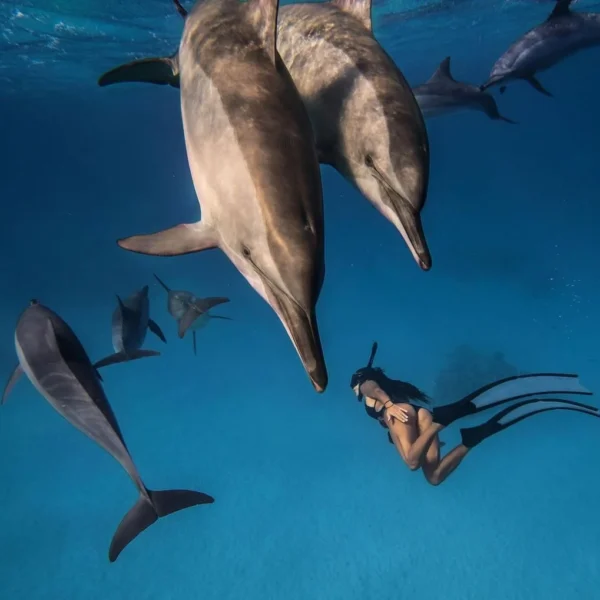 Diving in the Red Sea