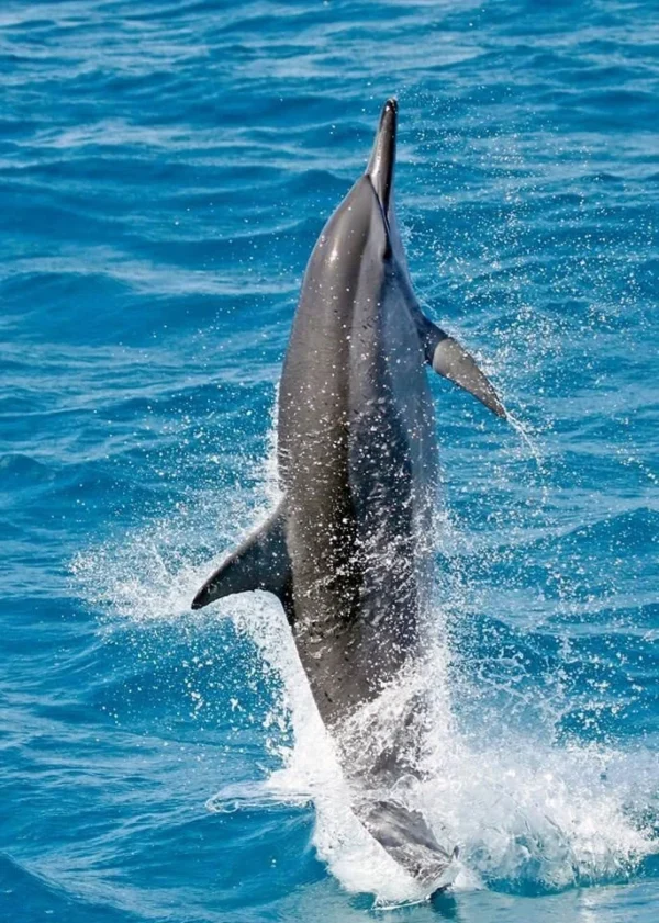 Freedive & Sail