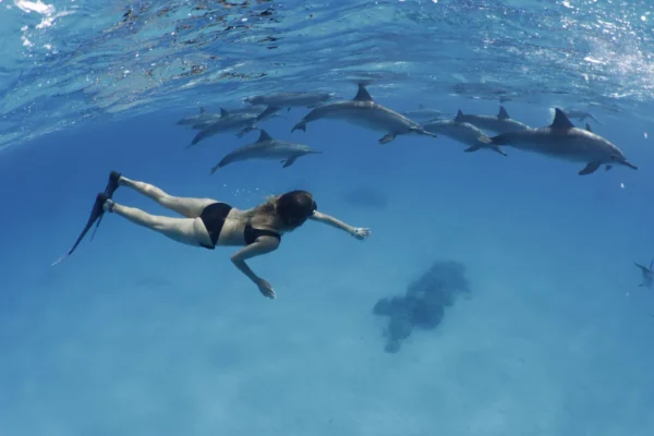 Freedive & Sail