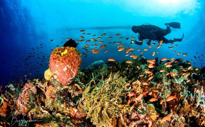 Philippines Diving Escapes