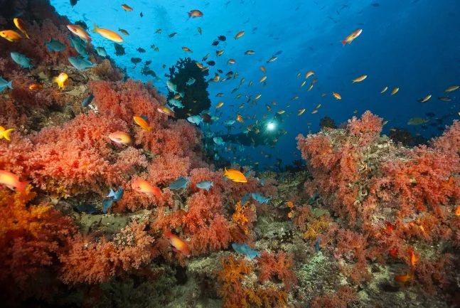 Maldives Coral Diving