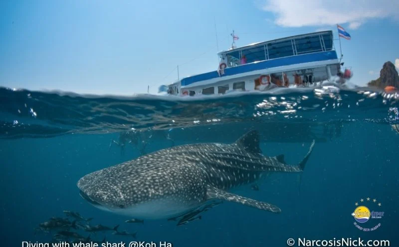 Koh Lanta - boat and marine life
