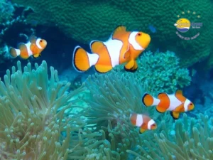 Clown Fish
