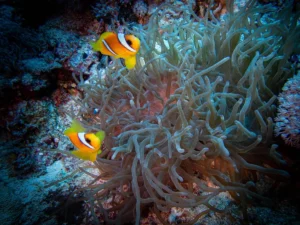 Tauchsafaris im Roten Meer