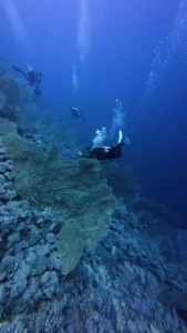 Tauchsafaris im Roten Meer