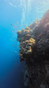 Tauchsafaris im Roten Meer