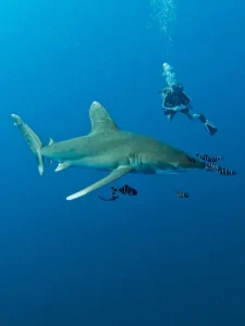 Tauchsafaris im Roten Meer