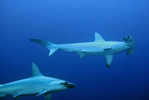 Tauchsafaris im Roten Meer