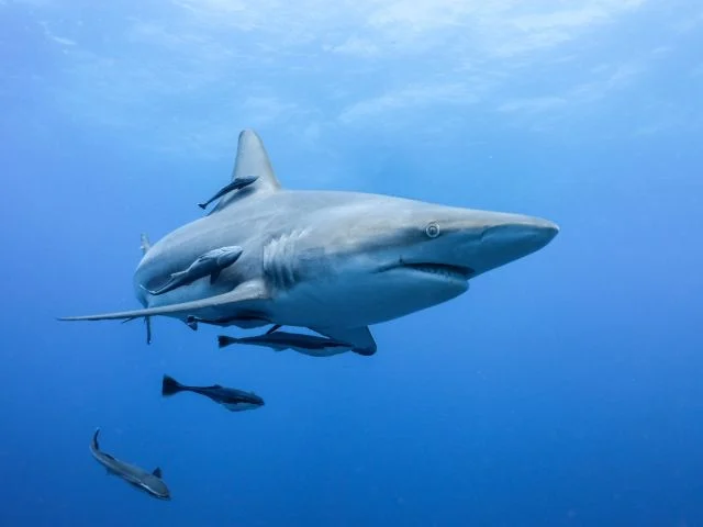 Tauchen in den Protea Banks, Südafrika